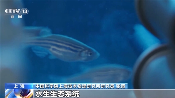 中國首次！神舟十八號乘組“太空養(yǎng)魚”實驗揭曉：建立生態(tài)平衡系統(tǒng)