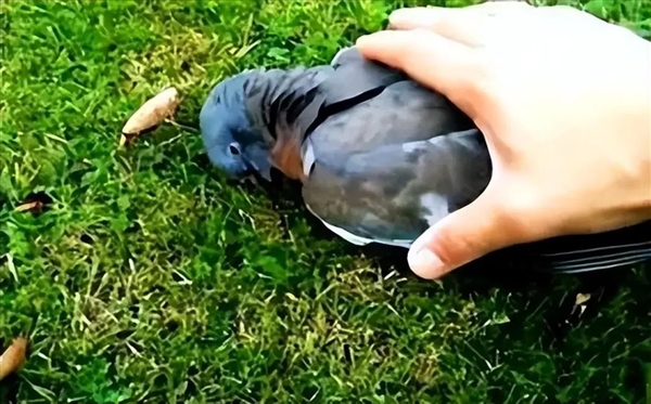 誰能想到鳥也能喝醉：差點命都沒了