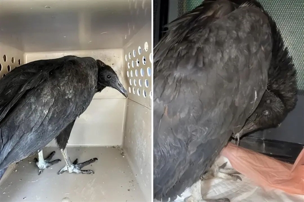 誰能想到鳥也能喝醉：差點命都沒了