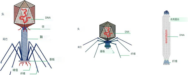 太像納米機(jī)器人了！它們專門感染細(xì)菌