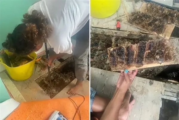 3歲女兒聽(tīng)到墻上有“怪物”的聲音 里面竟藏著6萬(wàn)只蜜蜂