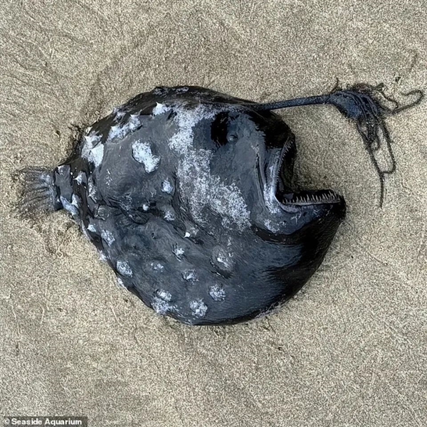 罕見深海生物沖上沙灘 又丑又兇又怪：日本卻奉為頂級美食