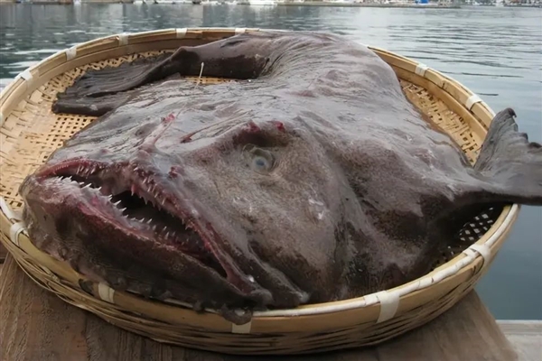 罕見深海生物沖上沙灘 又丑又兇又怪：日本卻奉為頂級美食
