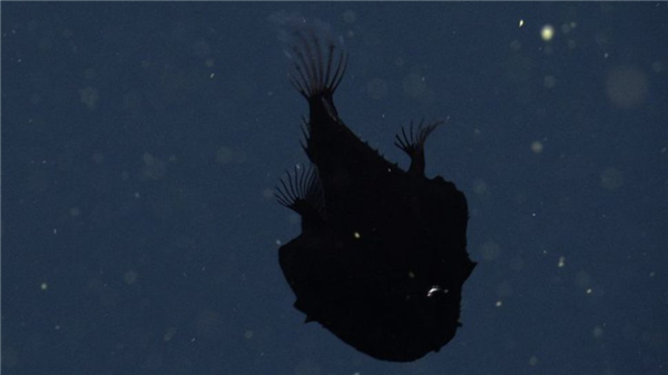 罕見深海生物沖上沙灘 又丑又兇又怪：日本卻奉為頂級美食