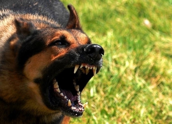 狂犬病每年殺死多少人上熱搜：病死率近乎100%、不得不防