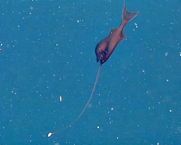 罕見深海生物沖上沙灘 又丑又兇又怪：日本卻奉為頂級美食