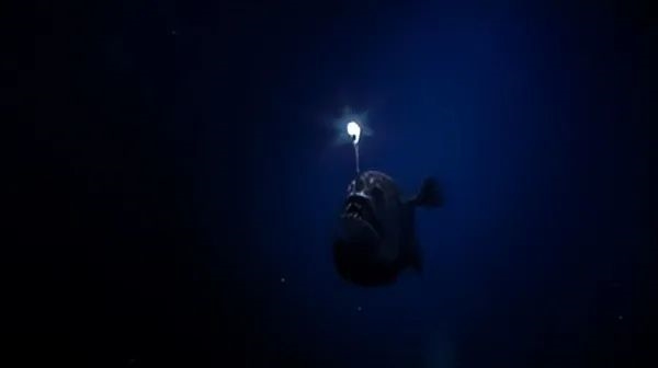 罕見深海生物沖上沙灘 又丑又兇又怪：日本卻奉為頂級美食