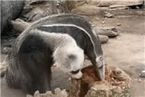 為了保命：這種奇怪的動物進(jìn)化出了“分身”！