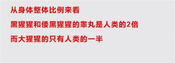 大猩猩身材魁梧 丁丁2.8厘米就夠用！獨(dú)享伴侶毫無(wú)壓力