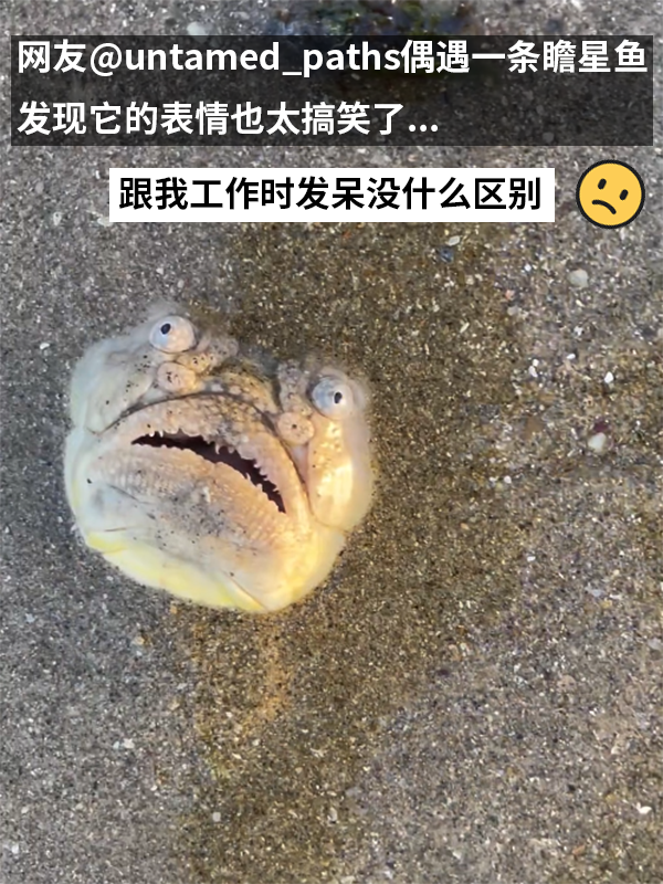 這種得像一道黑暗料理的魚：像極了上班時(shí)發(fā)呆的你
