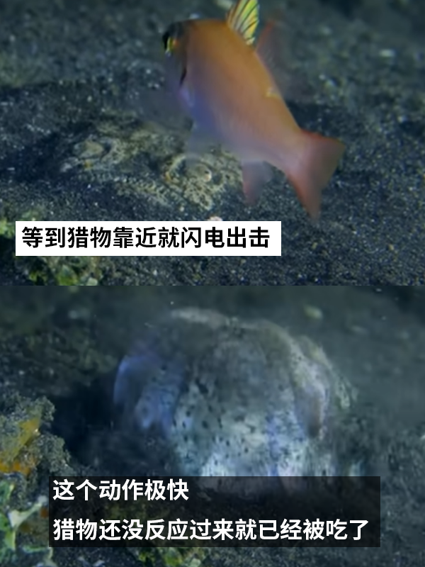 這種得像一道黑暗料理的魚：像極了上班時(shí)發(fā)呆的你