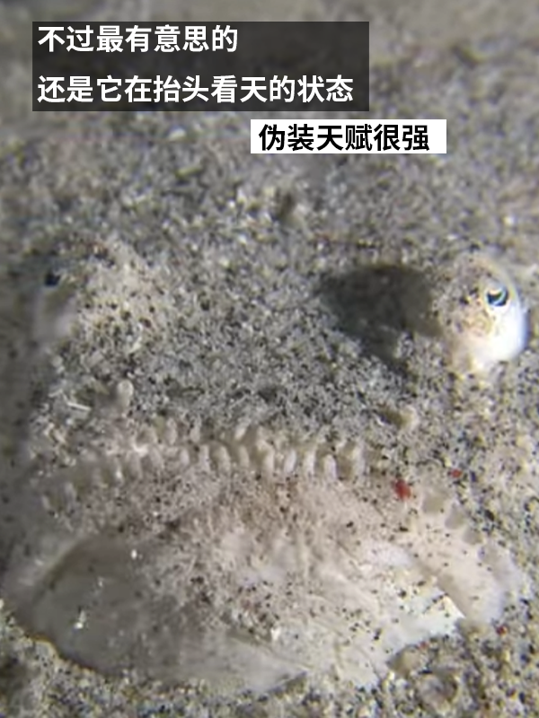 這種得像一道黑暗料理的魚：像極了上班時(shí)發(fā)呆的你