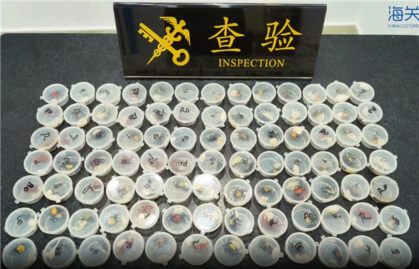 外來(lái)物種！女子攜帶90只吸血鬼蟹入境被查 網(wǎng)友：炸至金黃酥脆