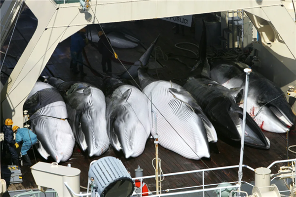 為了獵捕地球上第二大鯨魚：日本花4800萬美元造了一艘船