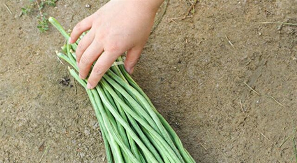 又到了吃豆角的季節(jié) 網(wǎng)友調(diào)侃：北方人的夏季噩夢(mèng)豆角來(lái)了