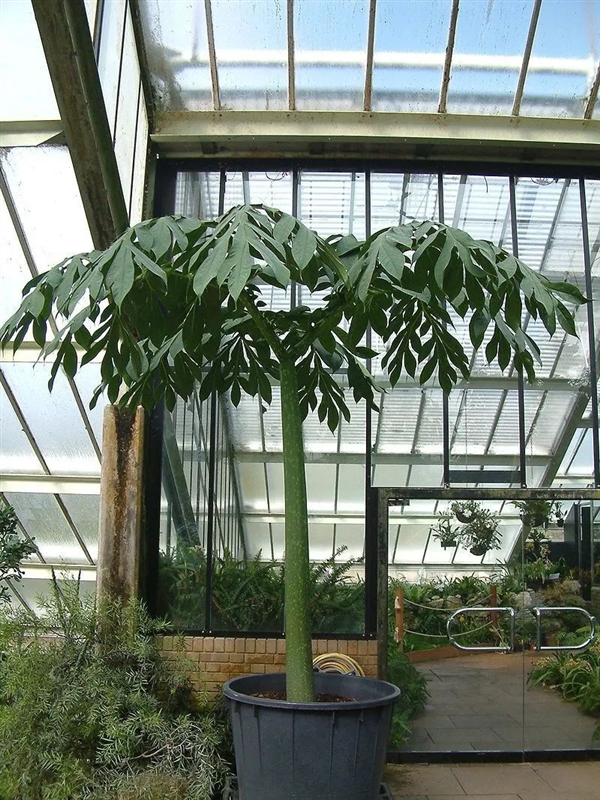 英國(guó)邱園“尸香魔芋”開(kāi)花：幾百米外尸臭味 游客捏著鼻子賞花