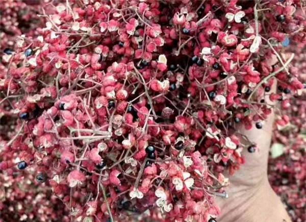 花椒味那么奇怪：為什么古代高級(jí)別的寵愛(ài)會(huì)叫“椒房之寵”
