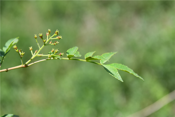 花椒味那么奇怪：為什么古代高級(jí)別的寵愛(ài)會(huì)叫“椒房之寵”
