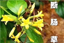 又是斷腸草惹禍！廣東一家五口喝湯中毒：2人送進(jìn)ICU