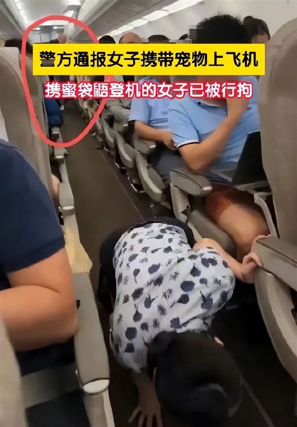 女子偷偷帶蜜袋鼠上飛機(jī)：艙內(nèi)亂竄丟失、所有乘客下機(jī)