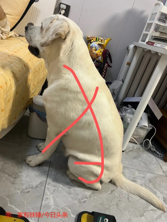 為什么古人造了“犬”字 又要造個(gè)“狗”字？