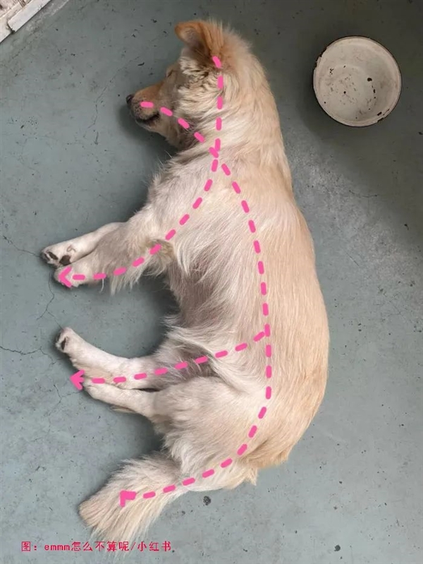 為什么古人造了“犬”字 又要造個(gè)“狗”字？
