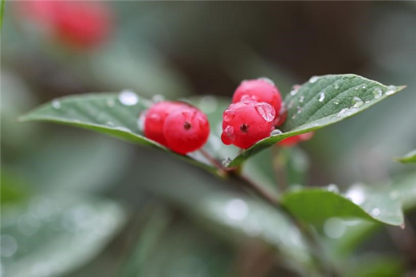 火爆全網(wǎng)！這種能結“寶石”的植物到底是什么