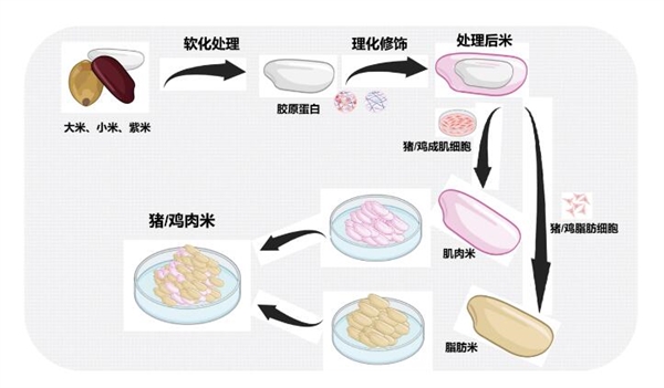 米里含肉！我國雞肉米、豬肉米研發(fā)成功