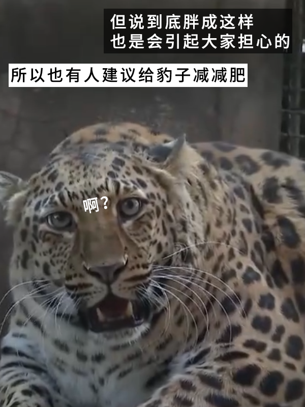 網紅豹子胖成了豹警官 網友：現(xiàn)實版瘋狂動物城！