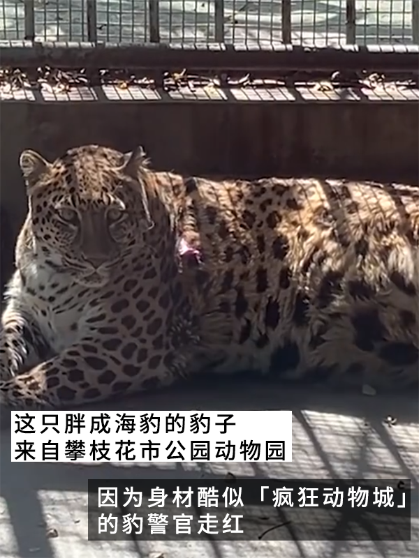 網紅豹子胖成了豹警官 網友：現(xiàn)實版瘋狂動物城！