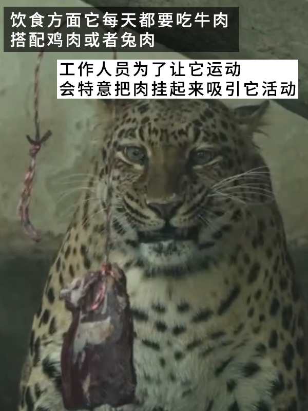 網紅豹子胖成了豹警官 網友：現(xiàn)實版瘋狂動物城！