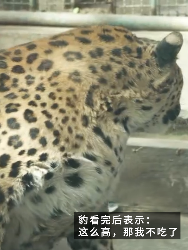 網紅豹子胖成了豹警官 網友：現(xiàn)實版瘋狂動物城！