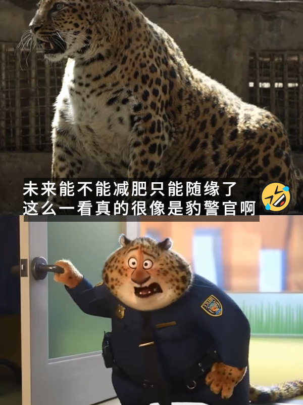 網紅豹子胖成了豹警官 網友：現(xiàn)實版瘋狂動物城！