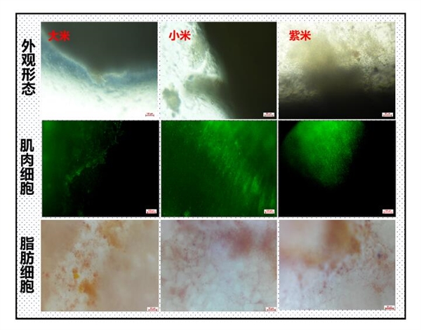 米里含肉！我國雞肉米、豬肉米研發(fā)成功