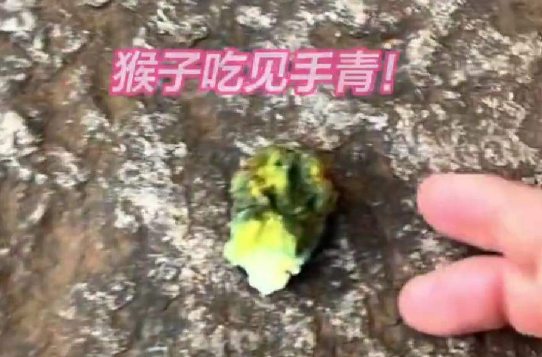 云南猴子生啃見手青 網(wǎng)友：猴子界的貝爺