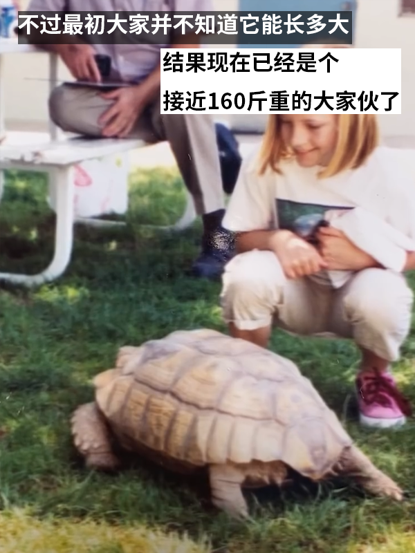 小姐姐養(yǎng)了20多年的龜龜成了大網(wǎng)紅！網(wǎng)友：感覺它能送走幾代人