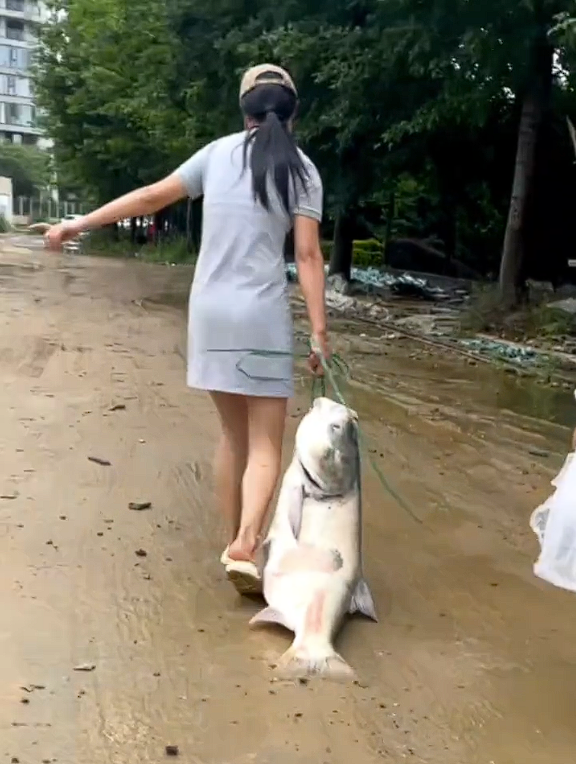 暴雨后女子撿回40斤重大魚 專家：洪水泡過不建議食用