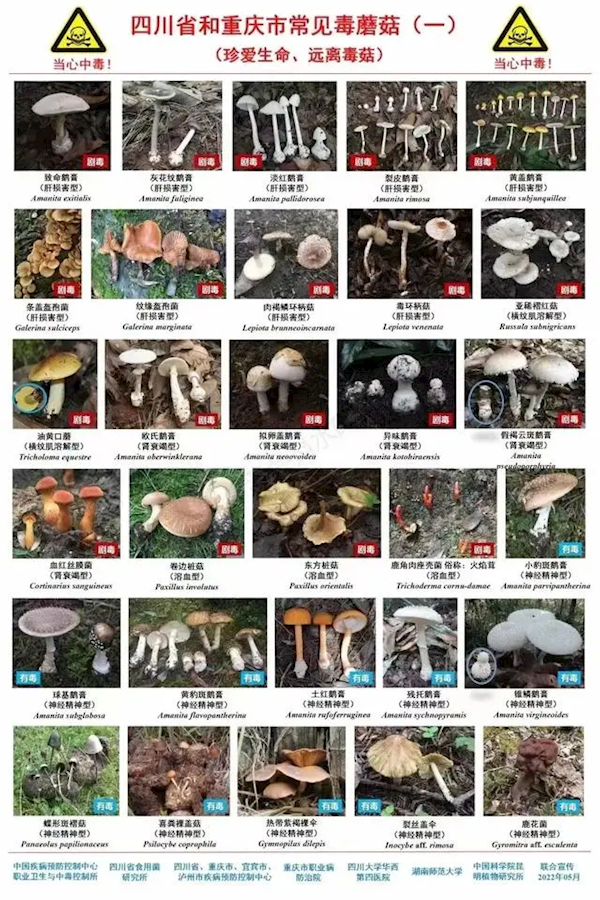 四川一家4口誤食野生鵝膏菌中毒：1人身亡 3人仍在救治