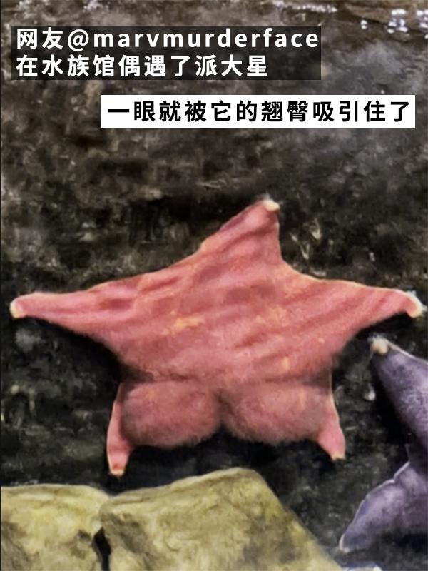 網(wǎng)友偶遇翹臀海星！派大星是你嗎？