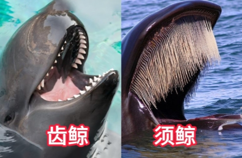鯨須：須鯨身體獨特結構 到底如何幫助鯨魚進食