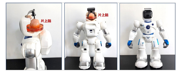 重磅研究！中國首創(chuàng)人腦驅(qū)動機器人