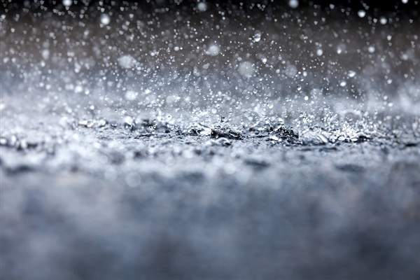 杭州梅雨過后街頭樹上掛滿蟲子 網(wǎng)友：直起雞皮疙瘩