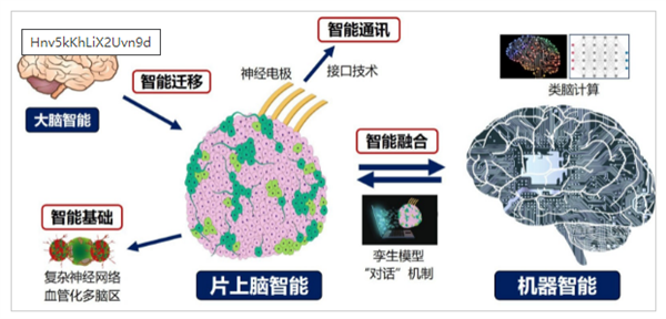 重磅研究！中國(guó)首創(chuàng)人腦驅(qū)動(dòng)機(jī)器人