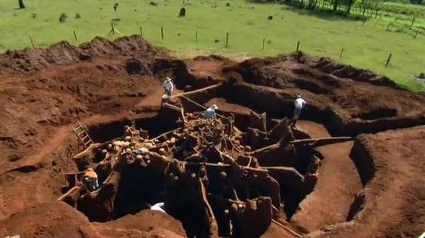 蟻巢的秘密：幼蟲比蟻后更重要！沒它們 所有螞蟻都將餓死
