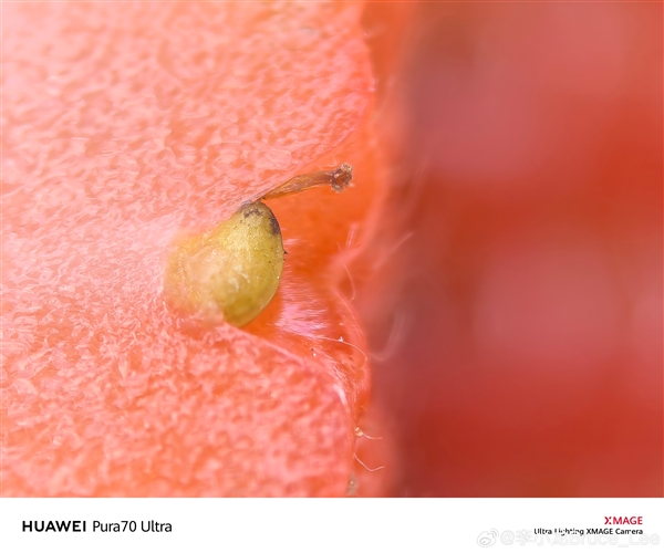 跨越12年的對(duì)比！李小龍曬華為P1、Pura 70 Ultra微距照片：變顯微鏡了