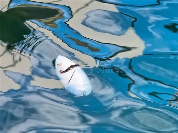 唯一真正的海洋昆蟲！永遠(yuǎn)漂浮在海面、不會(huì)被打濕
