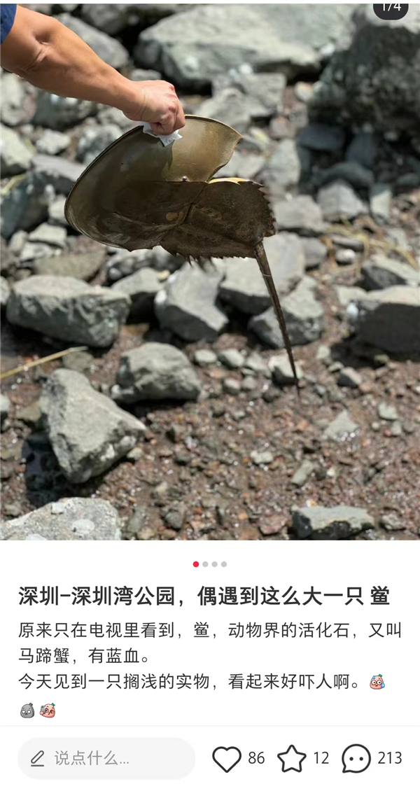 深圳灣出現(xiàn)地球唯一藍(lán)血生物：每個(gè)人都應(yīng)對(duì)它說(shuō)聲謝謝
