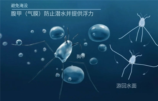 唯一真正的海洋昆蟲！永遠(yuǎn)漂浮在海面、不會(huì)被打濕