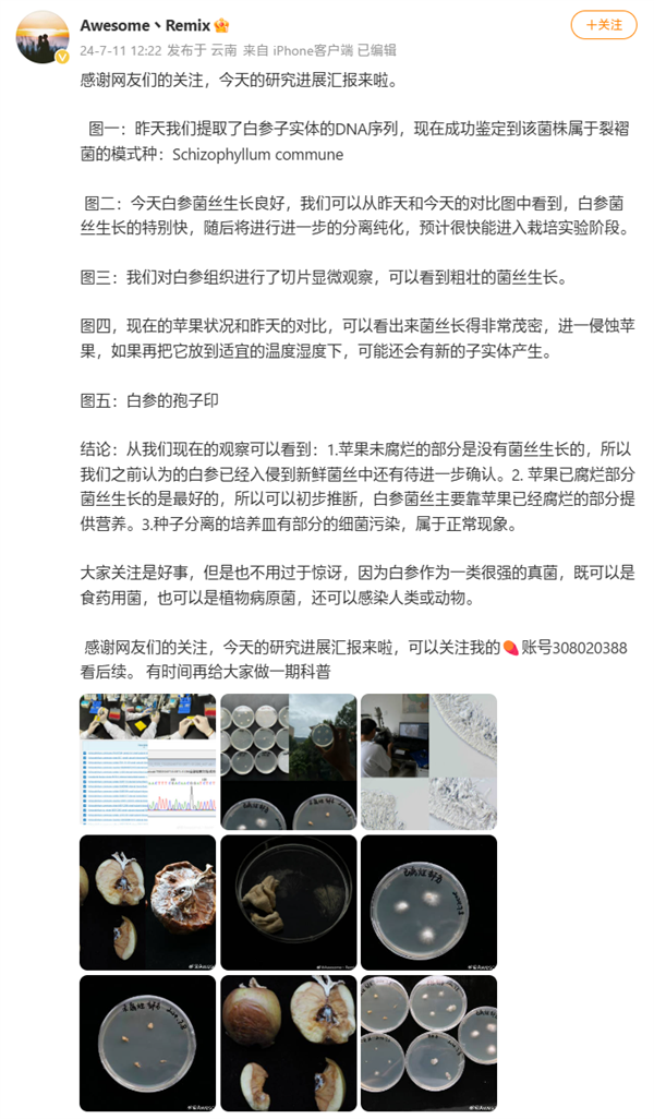 蘋(píng)果長(zhǎng)出大蘑菇 中科院專(zhuān)家千里求購(gòu)后匯報(bào)研究進(jìn)展：白參在腐爛處生長(zhǎng)