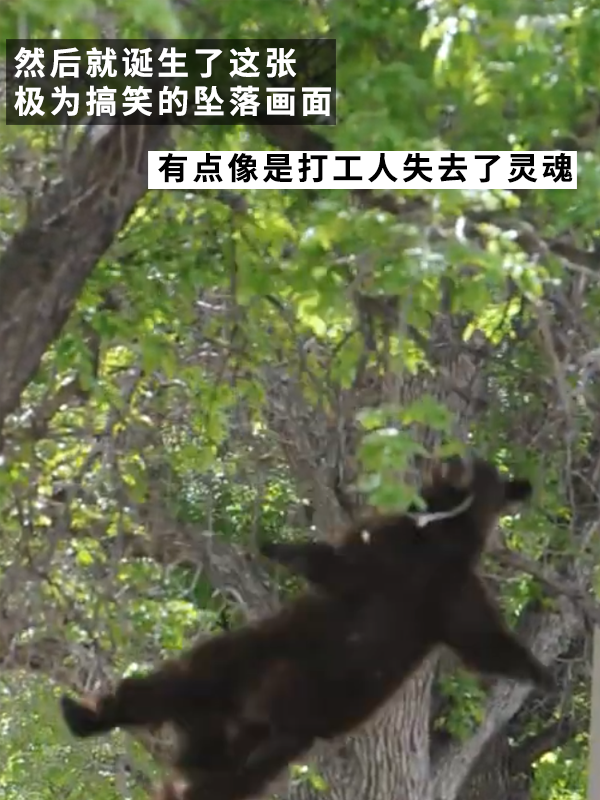 黑熊上樹(shù)后被麻醉?yè)袈洌?2年前的一樁舊聞讓網(wǎng)友笑得扣功德